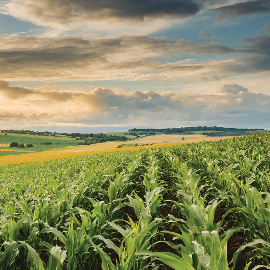 Corn