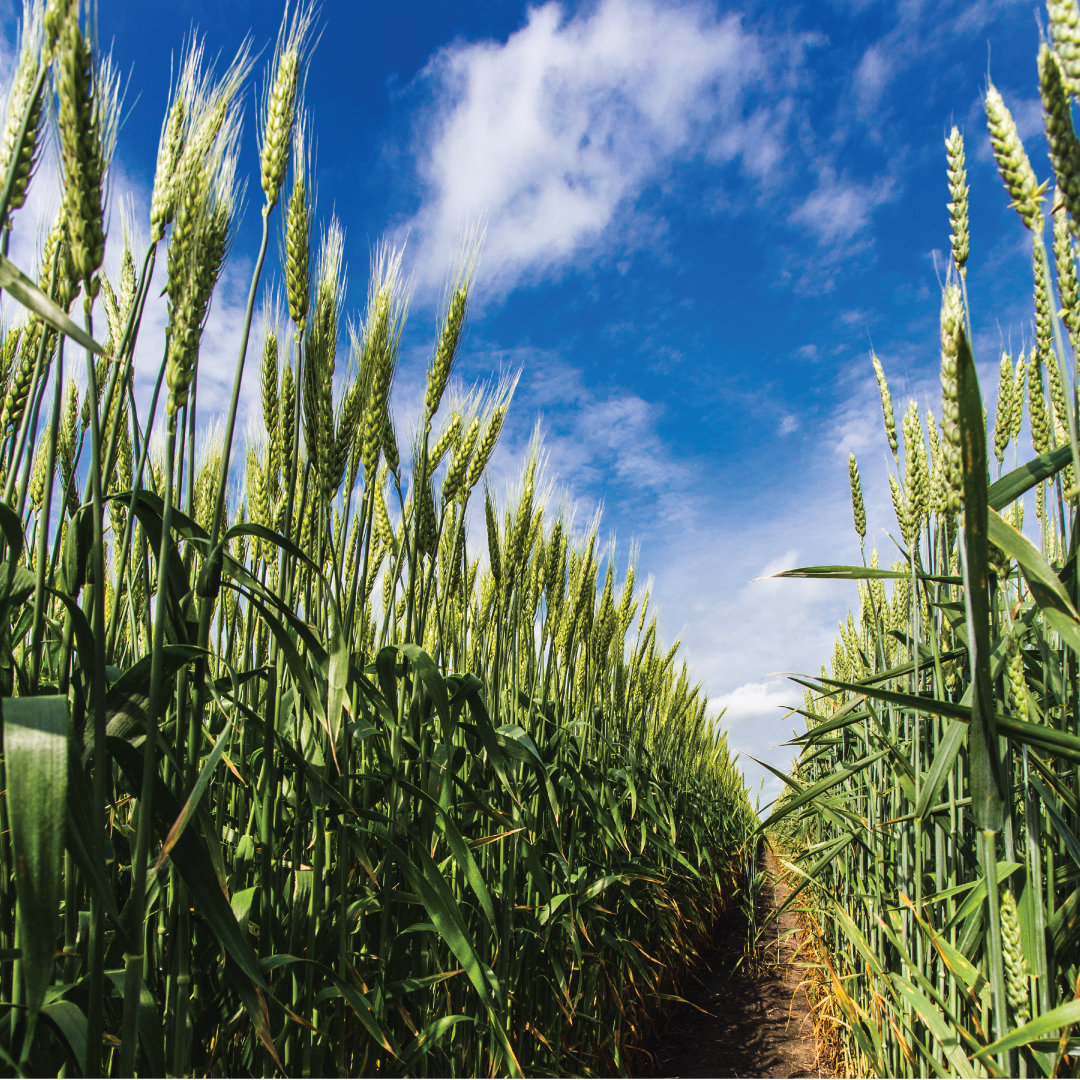 Corn