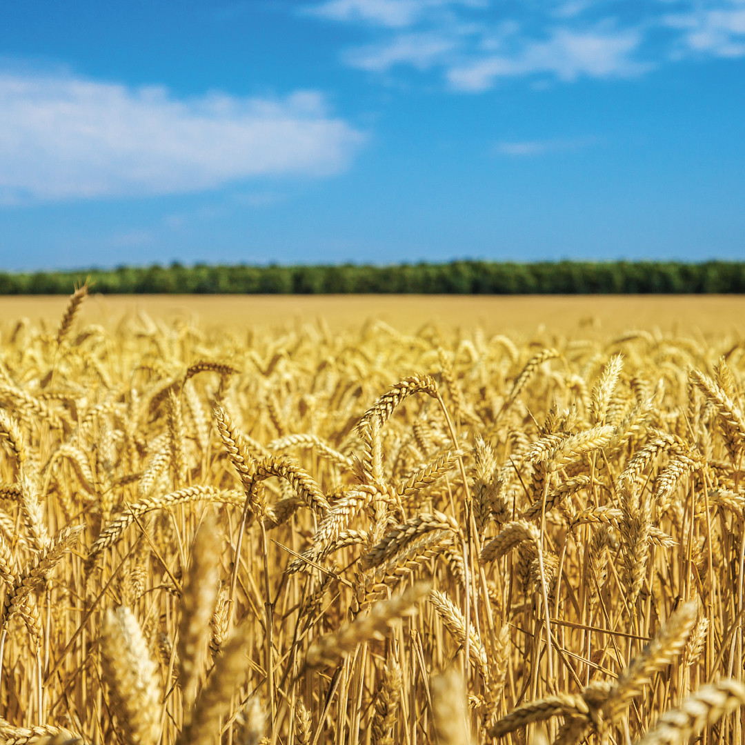 Wheat