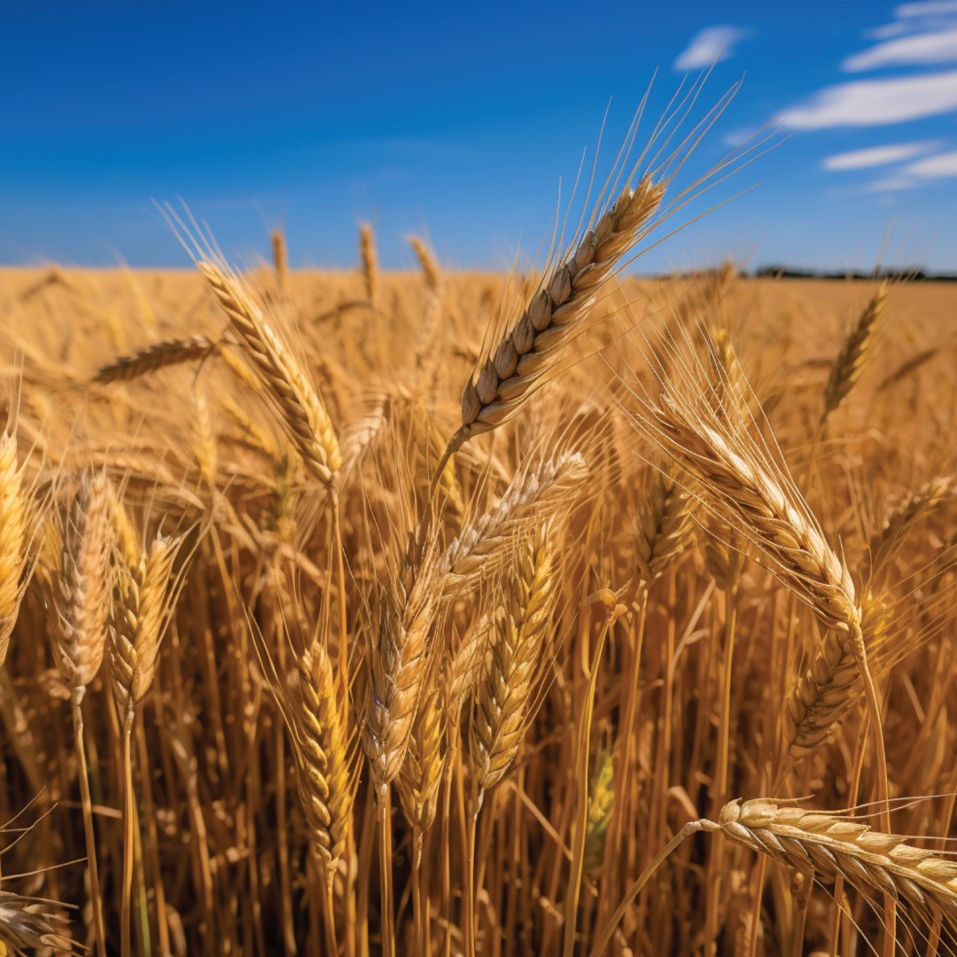 Wheat