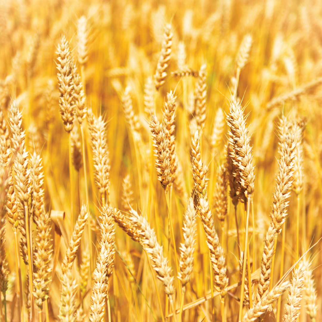 Wheat