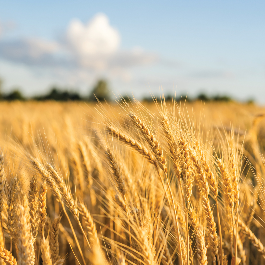 Wheat